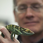 The lizard king