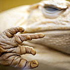 Keeping creature company
