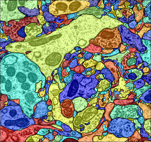  - SEAS_stained-glass-cells_500