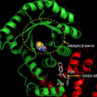 Survival strategy of cancer cells