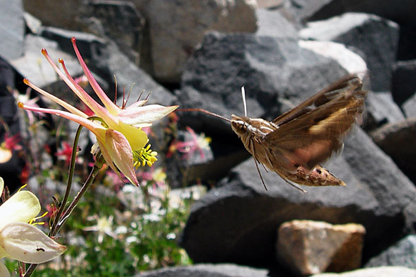 Hawkmoth_605_Main