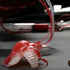 Soft robots go for color, camouflage
