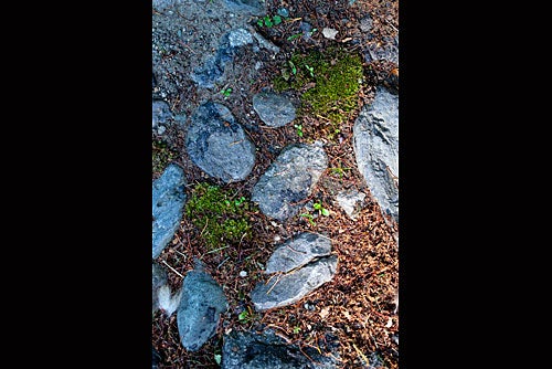 Moss and stones in Arnold Arboretum.