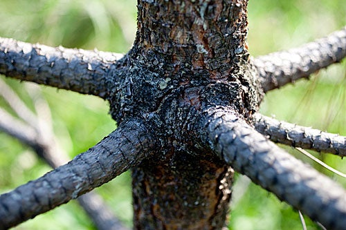Branching out: A spoke-like tree.