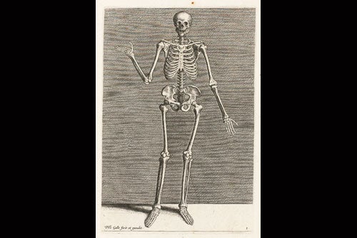 Skeleton by design