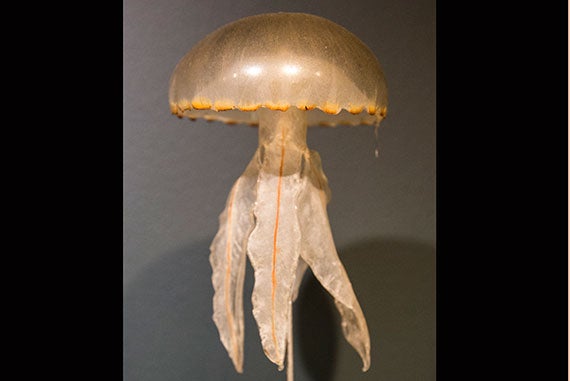 Chrysaora hysoscella, or compass jellyfish, seen here in glass, is rarely seen fully extended. 