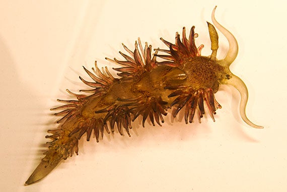 An aeolid nudibranch, or sea slug. 