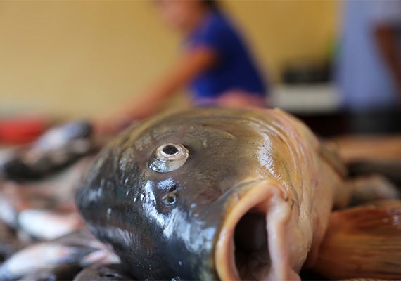 A fresh-caught carp gasps and blinks in a fish market in Chapala, Mexico. The study identified carp as the fish that women of childbearing age should avoid.
