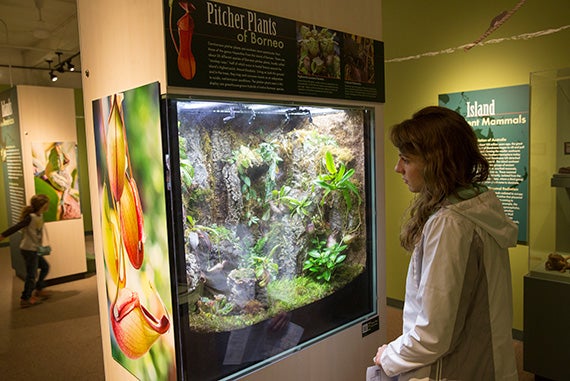 Kristina Olsen, a visitor from Petaluma, Calif., checks out a display on the pitcher plants of Borneo, part of the new exhibit "Islands: Evolving in Isolation" at the Harvard Museum of Natural History. Photos by Jon Chase/Harvard Staff Photographer