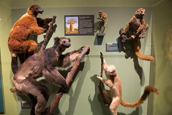 A display of lemurs inside the "Islands" exhibit. More than half of lemurs are found only on the island of Madagascar.