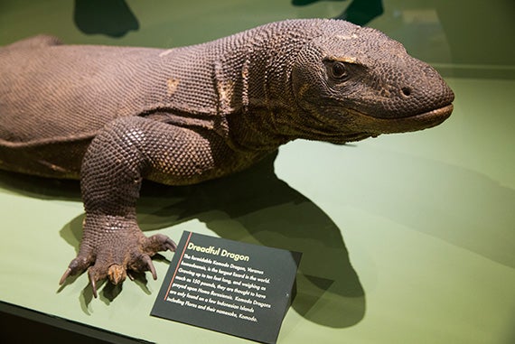 The Komodo dragon is found only on a few Indonesian islands.
