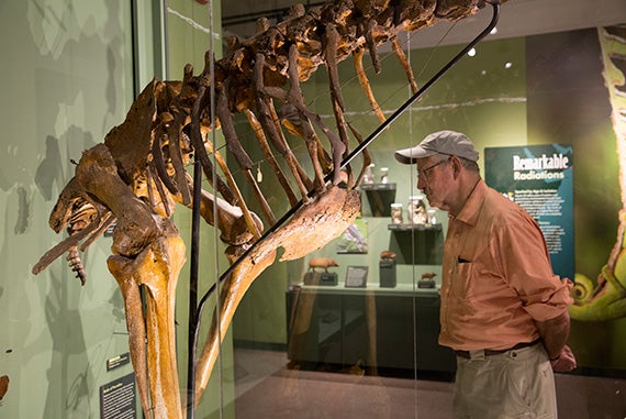 Peter Schultz of Virginia Beach, Va., studies the torso of a great moa skeleton, which stands 12 feet high. 