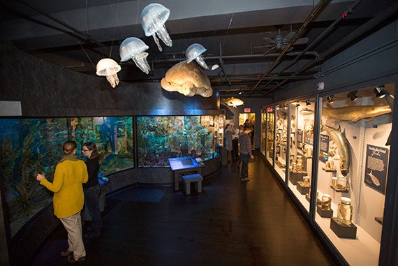 A special interactive display will introduce visitors of all ages to the amazing world of jellyfish, and the ocean exploration theater will take them on a multimedia journey of discovery into the deep oceans of the world, guided by Harvard biologists.
