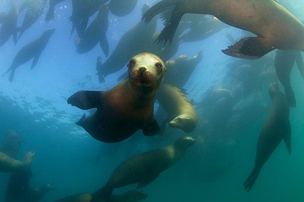 A group of charismatic, sleek and agile California Sea Lions. Photos by Keith Ellenbogen