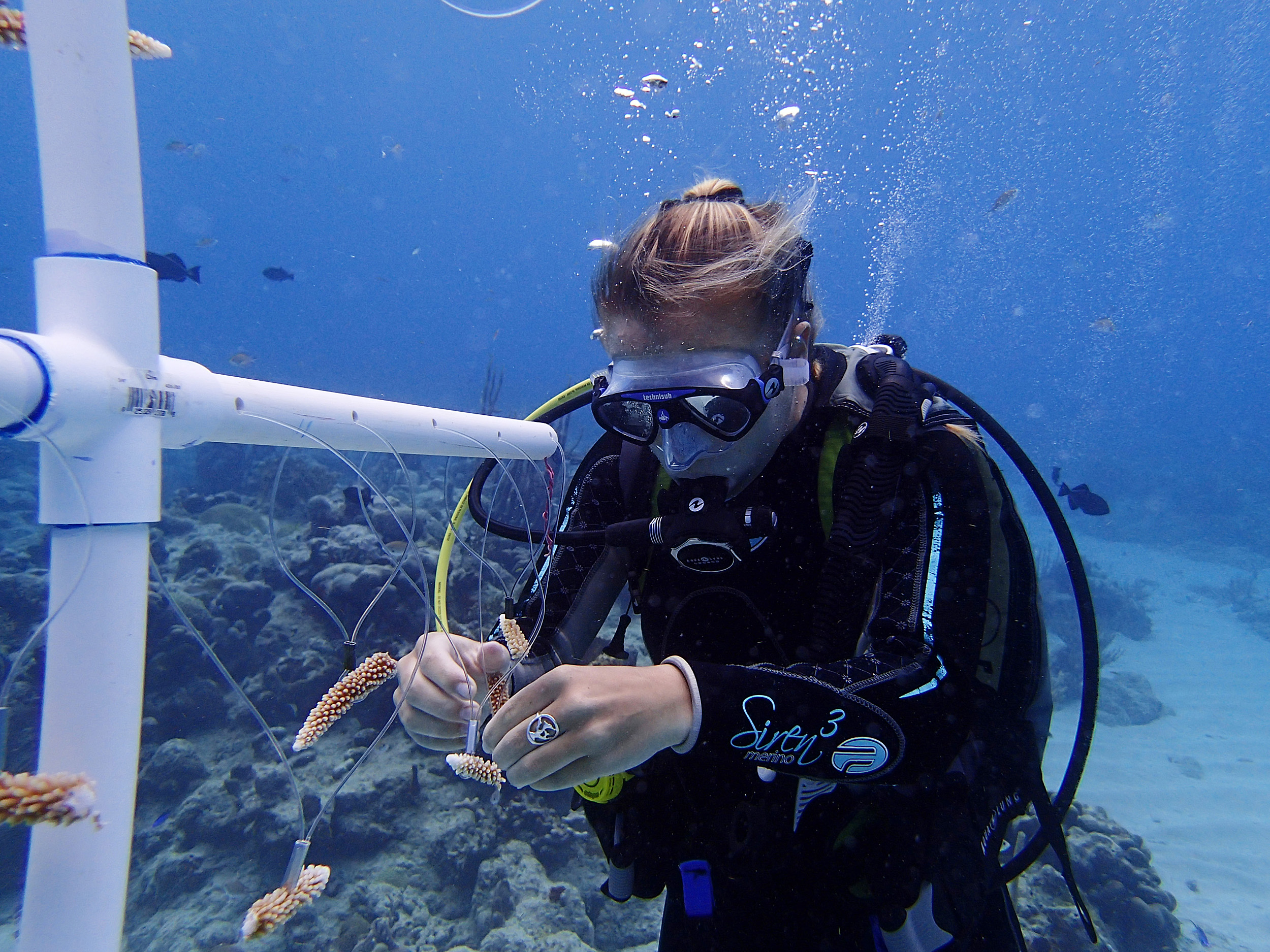 Harvard research explores impact of coral restoration — Harvard Gazette