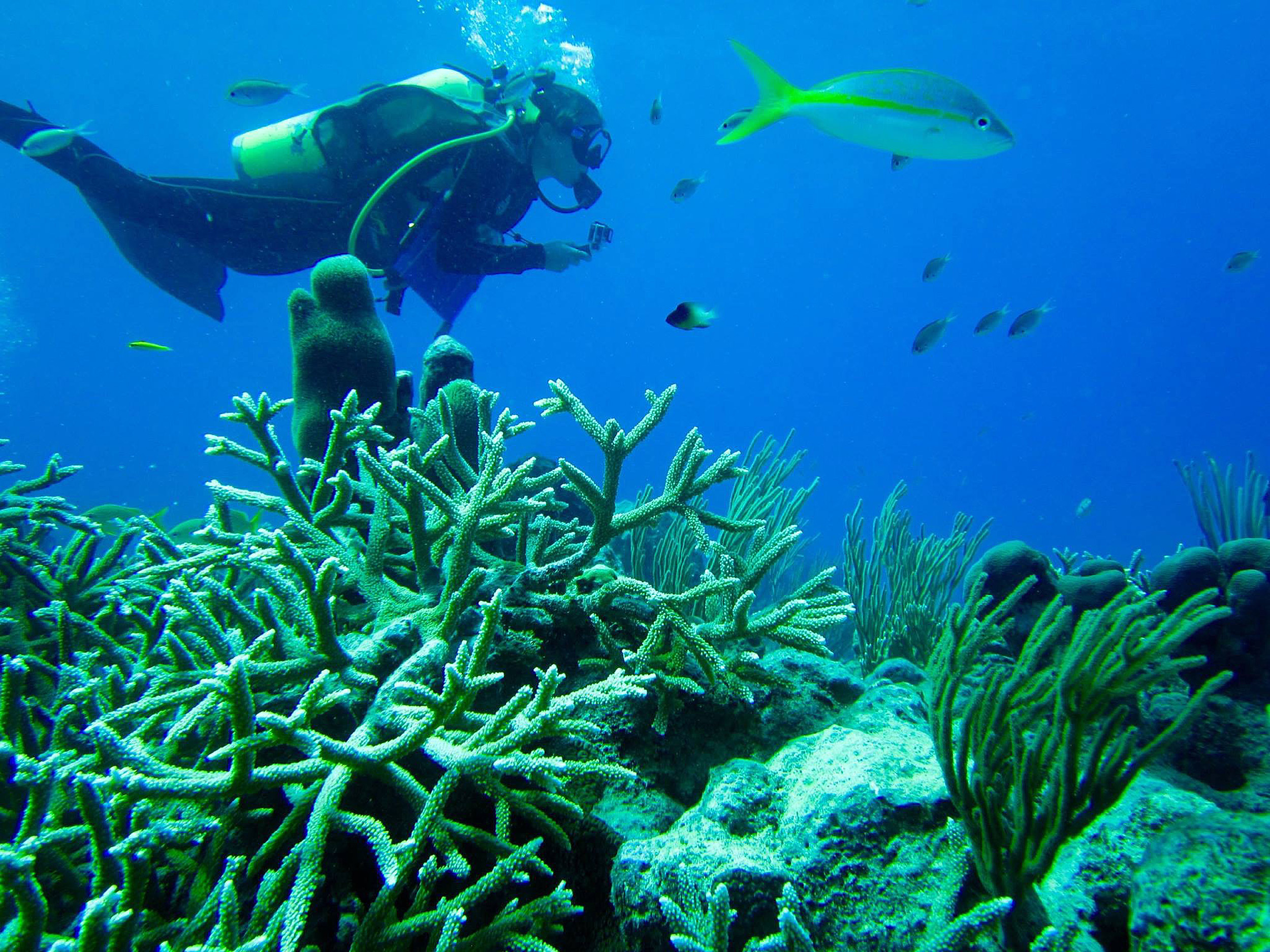 Harvard research explores impact of coral restoration — Harvard