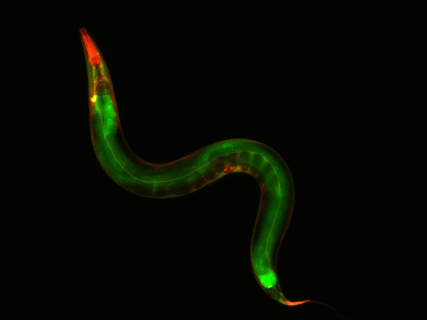 C. elegans, a nematode worm.
