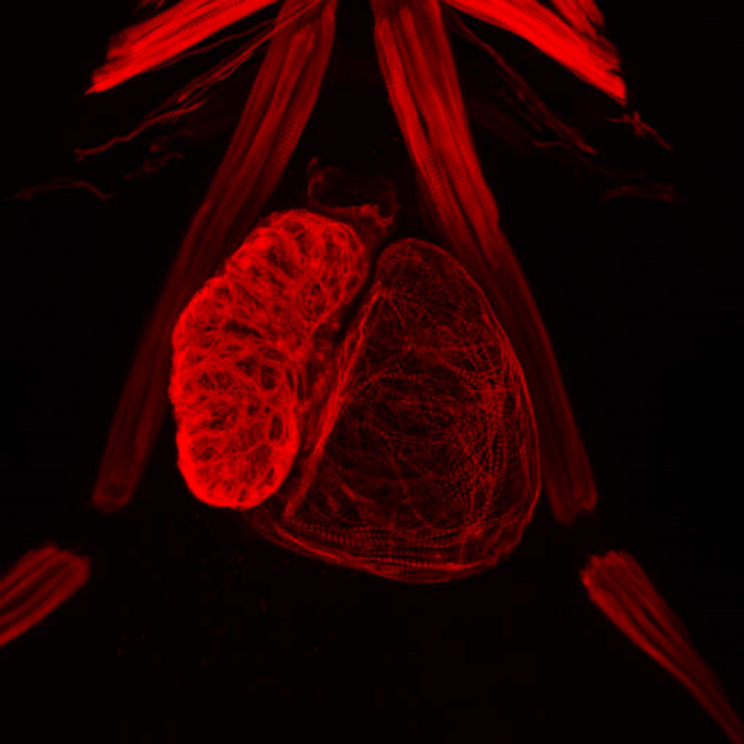 Visualization of heart muscles.