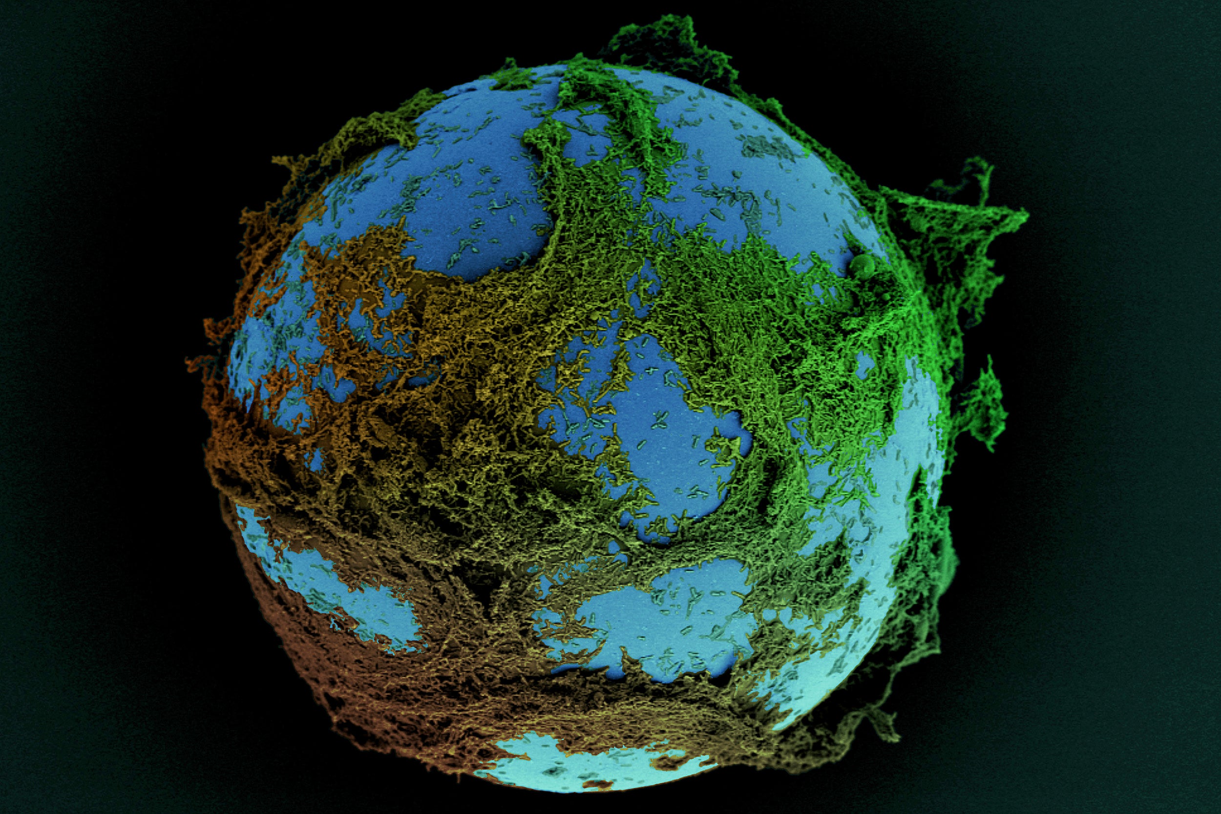 Biofilm resembles globe.