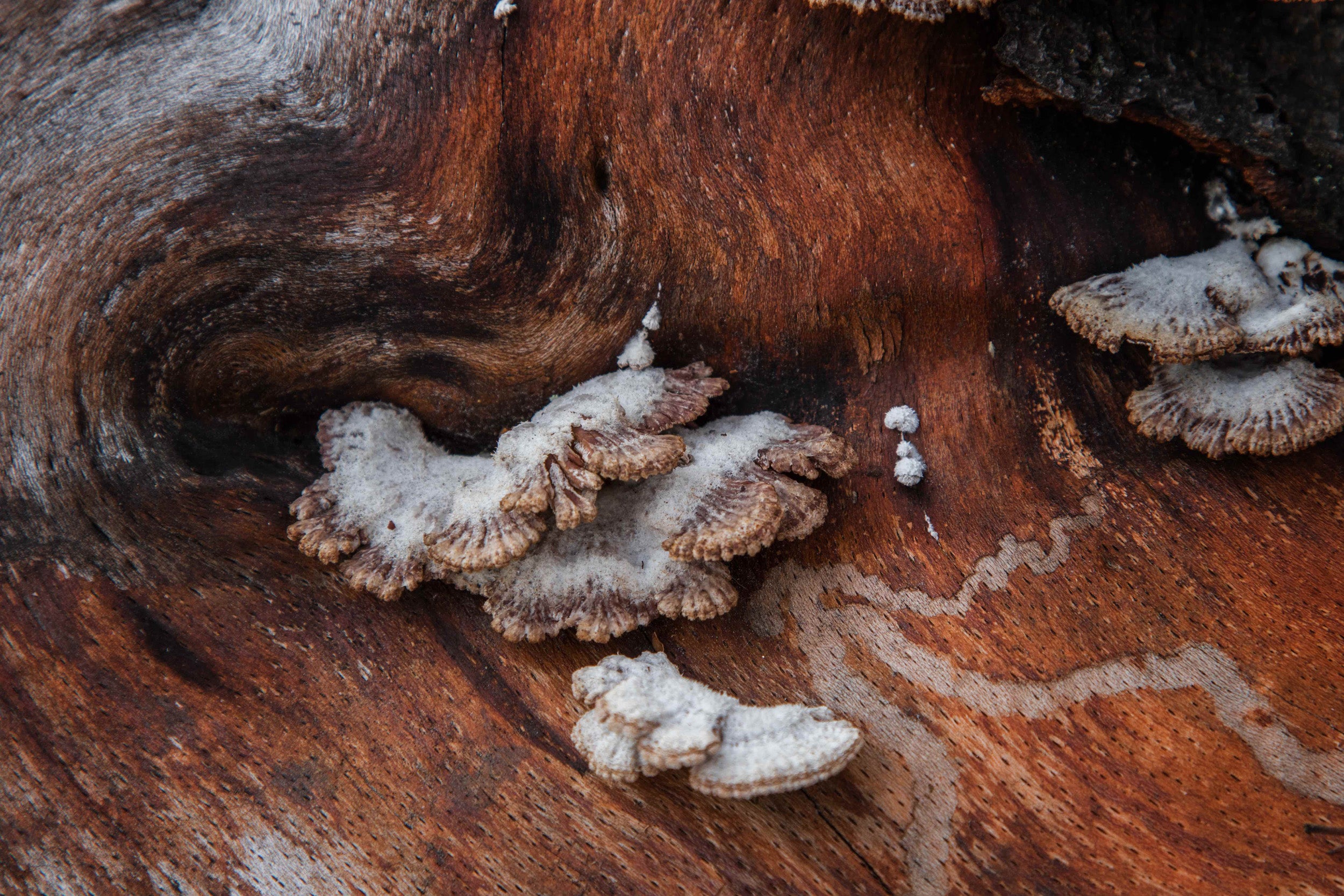 Close-up of mushrooms, beech.