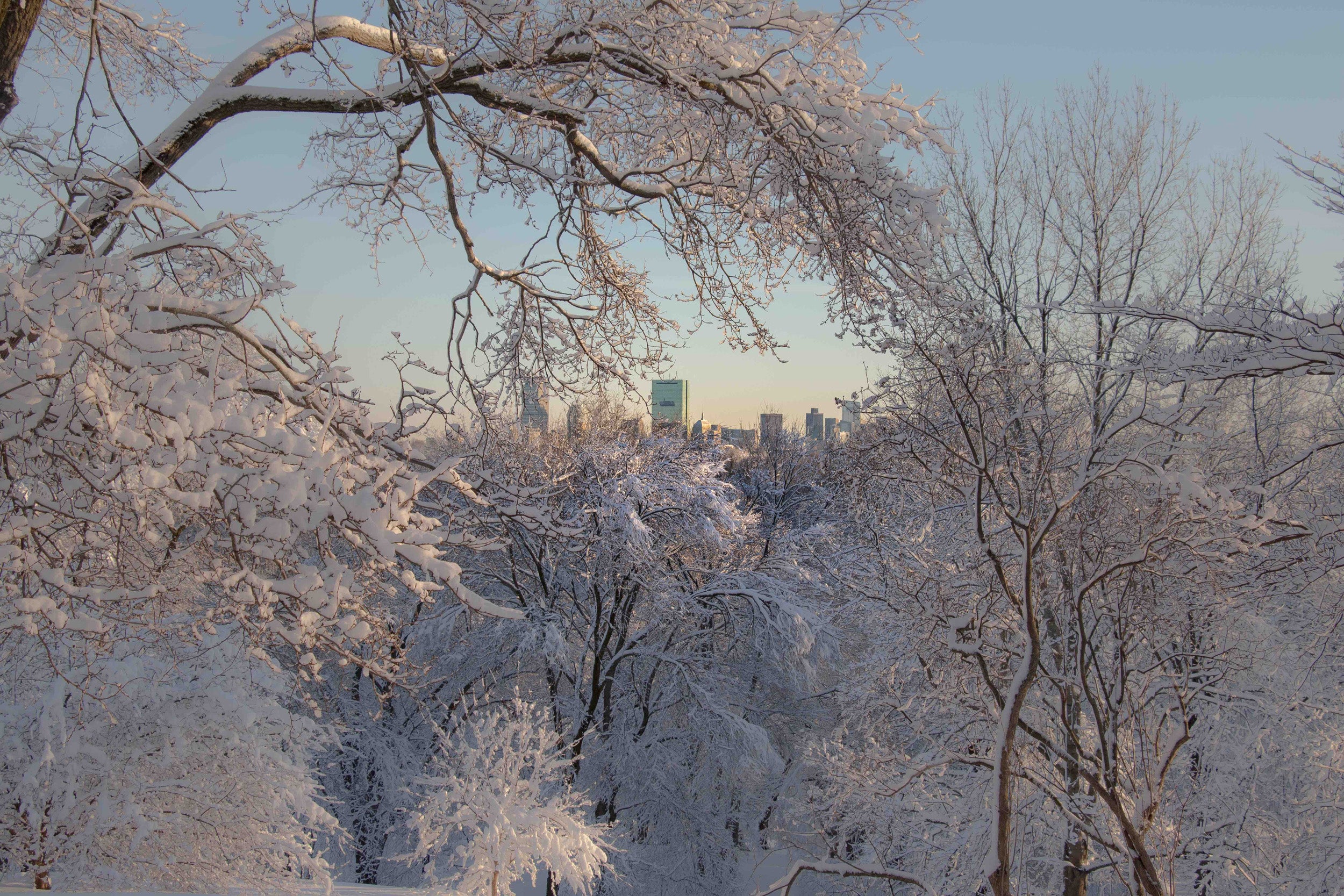 View of Boston skyline from snowy Arnold Arboretum.