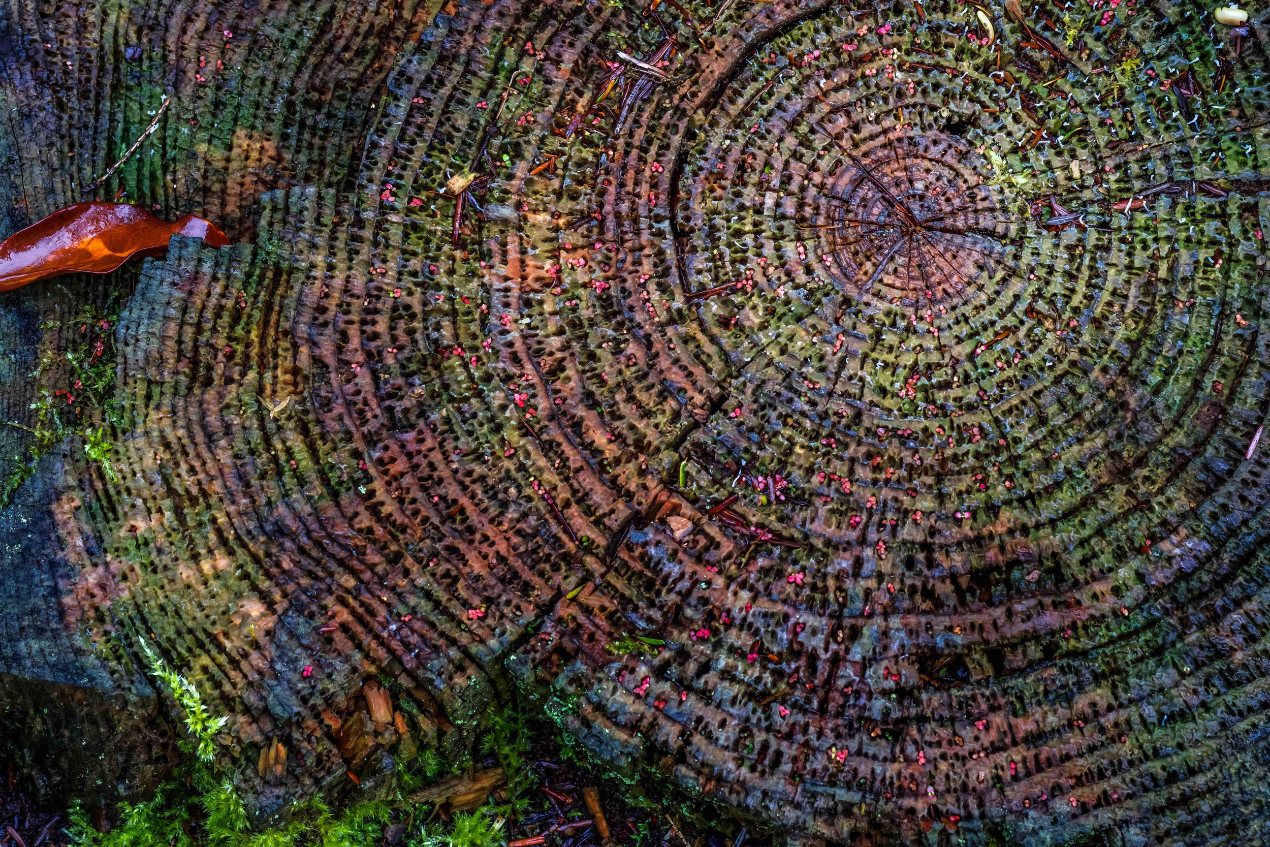 Colorful tree rings close up.