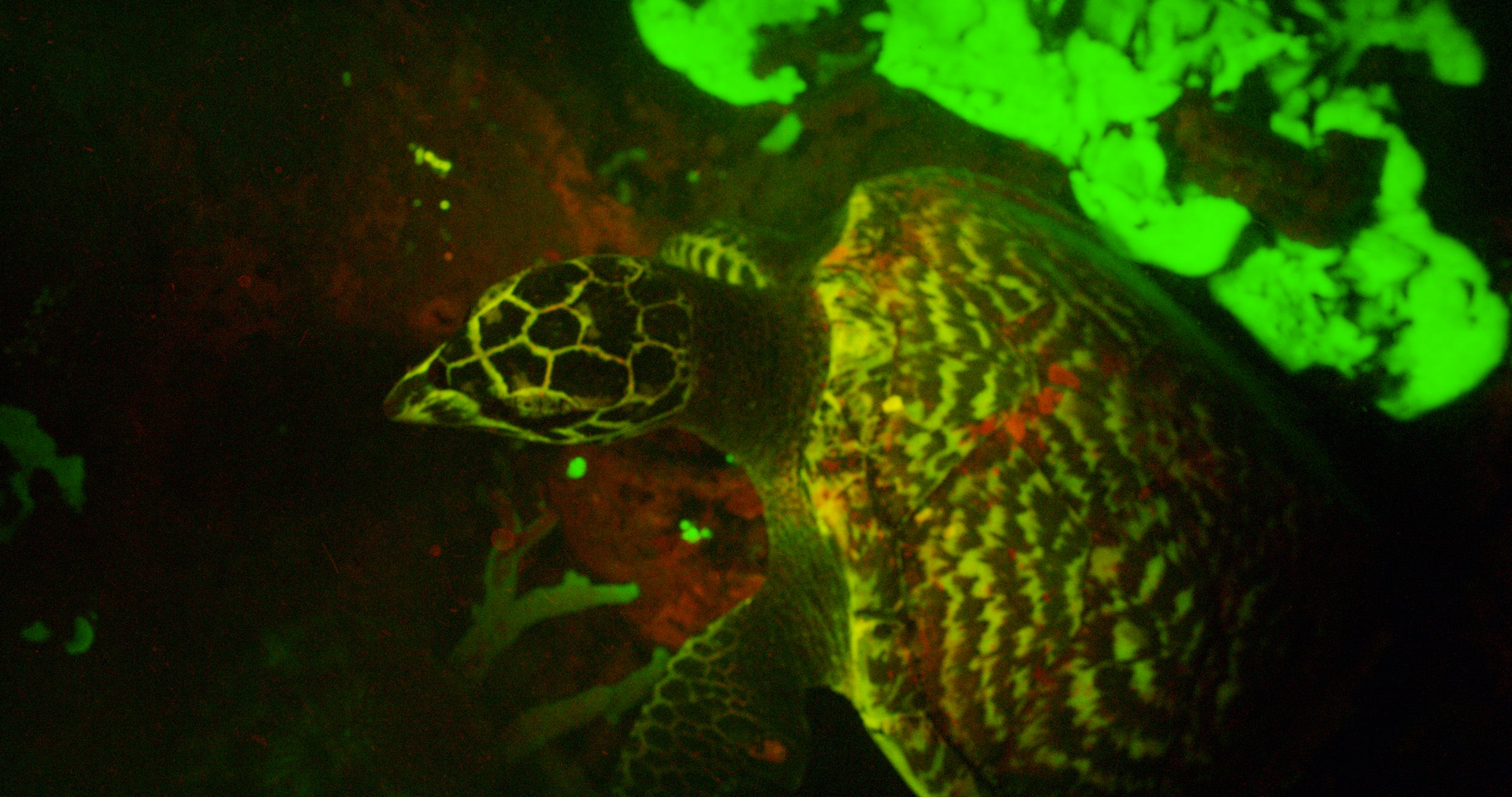 Bioflourescent turtle.