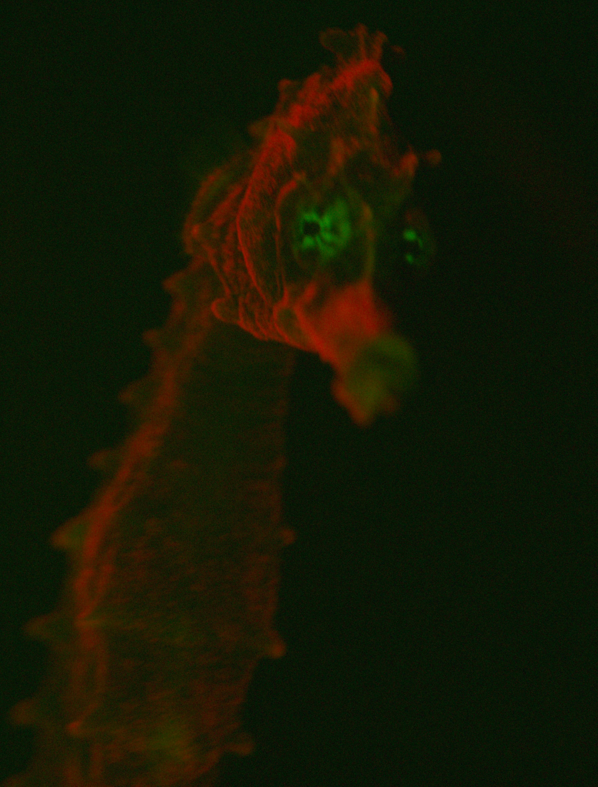 Bioflourescent seahorse.