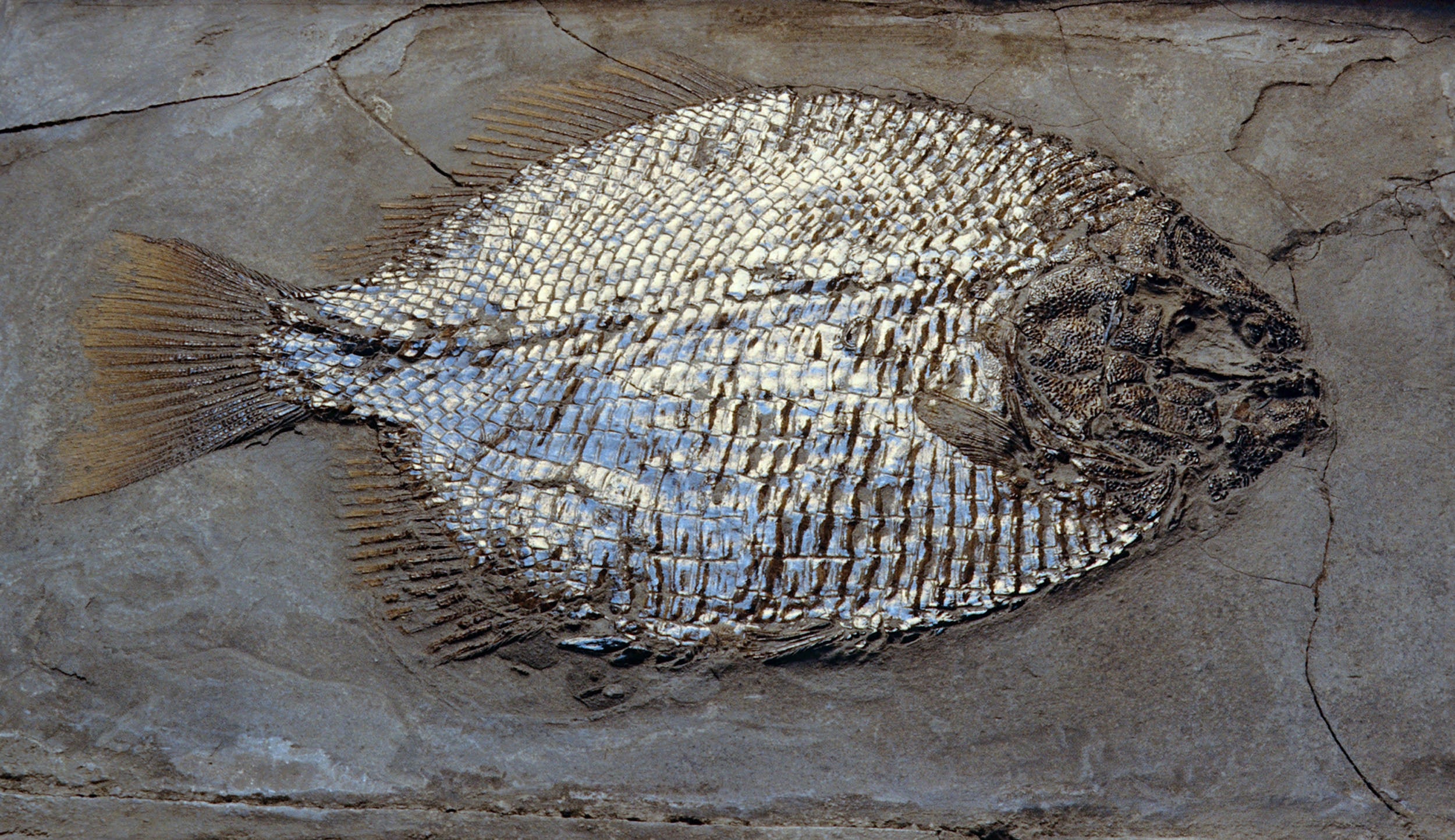 Fish fossil.