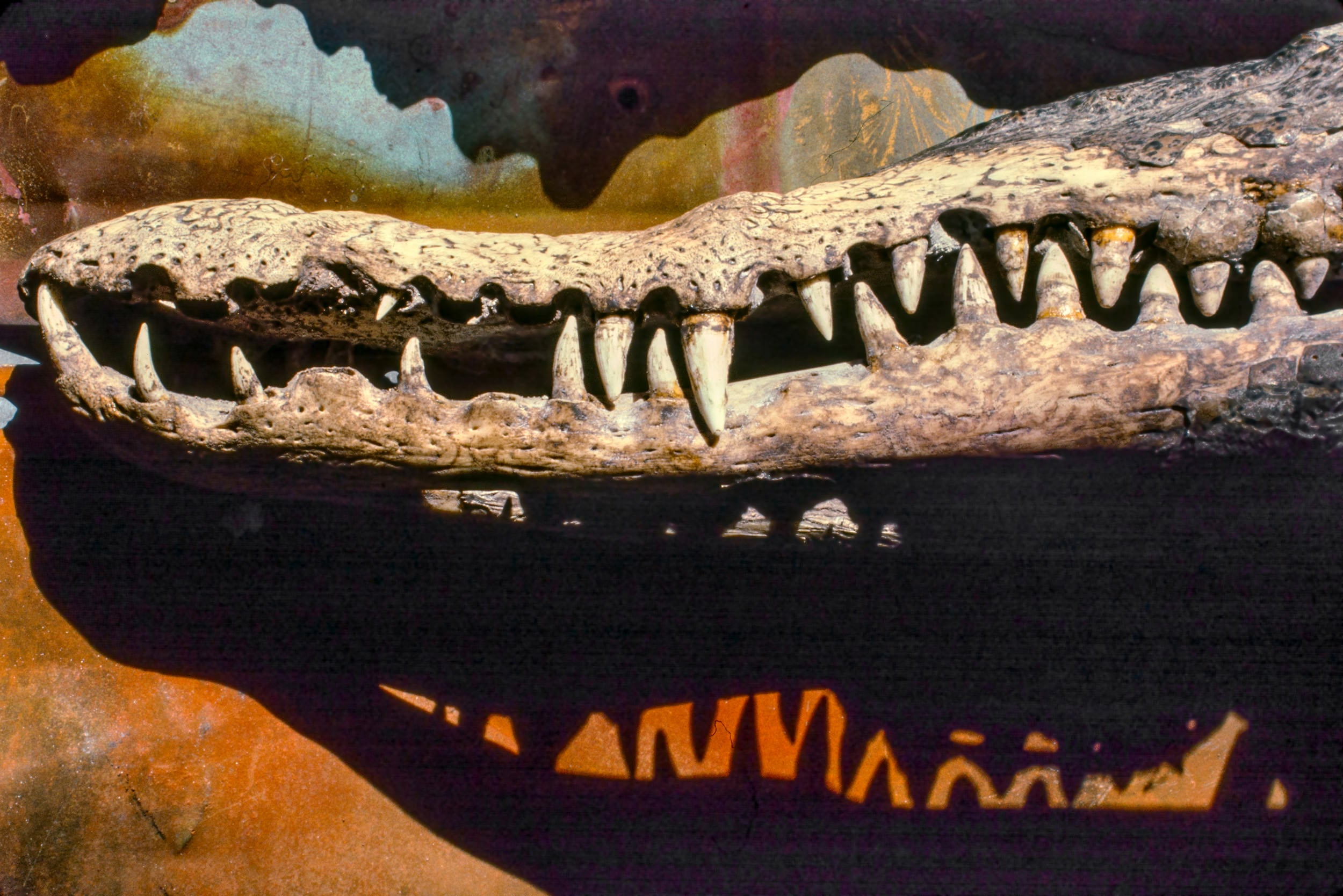 Crocodile jaw and shadow of its teeth.