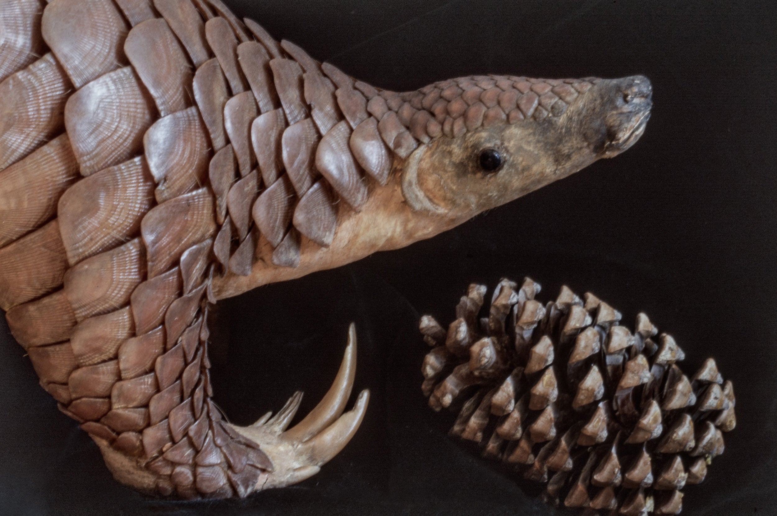 Preserved pangolin next to a pinecone.