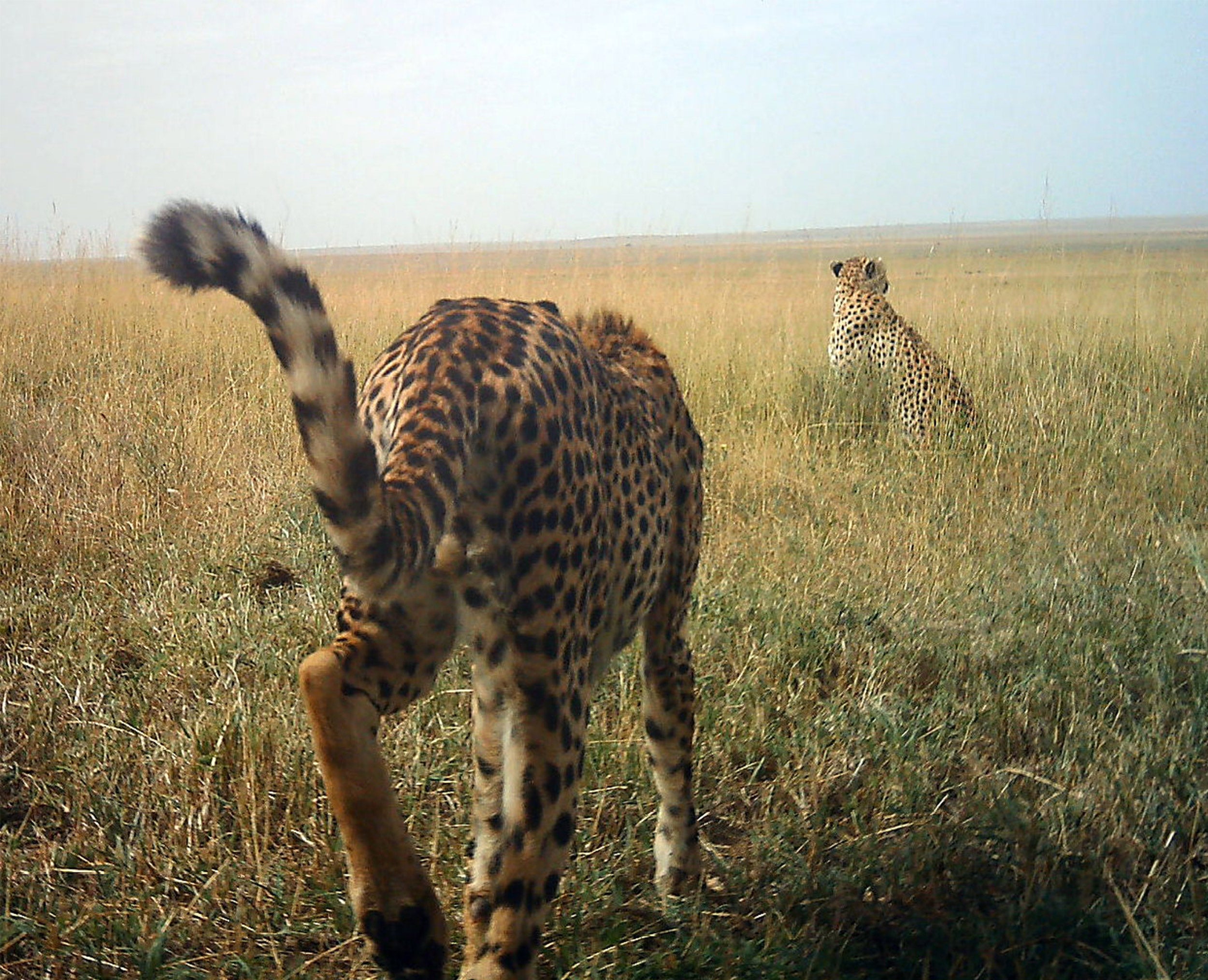 Two cheetahs in the wild.
