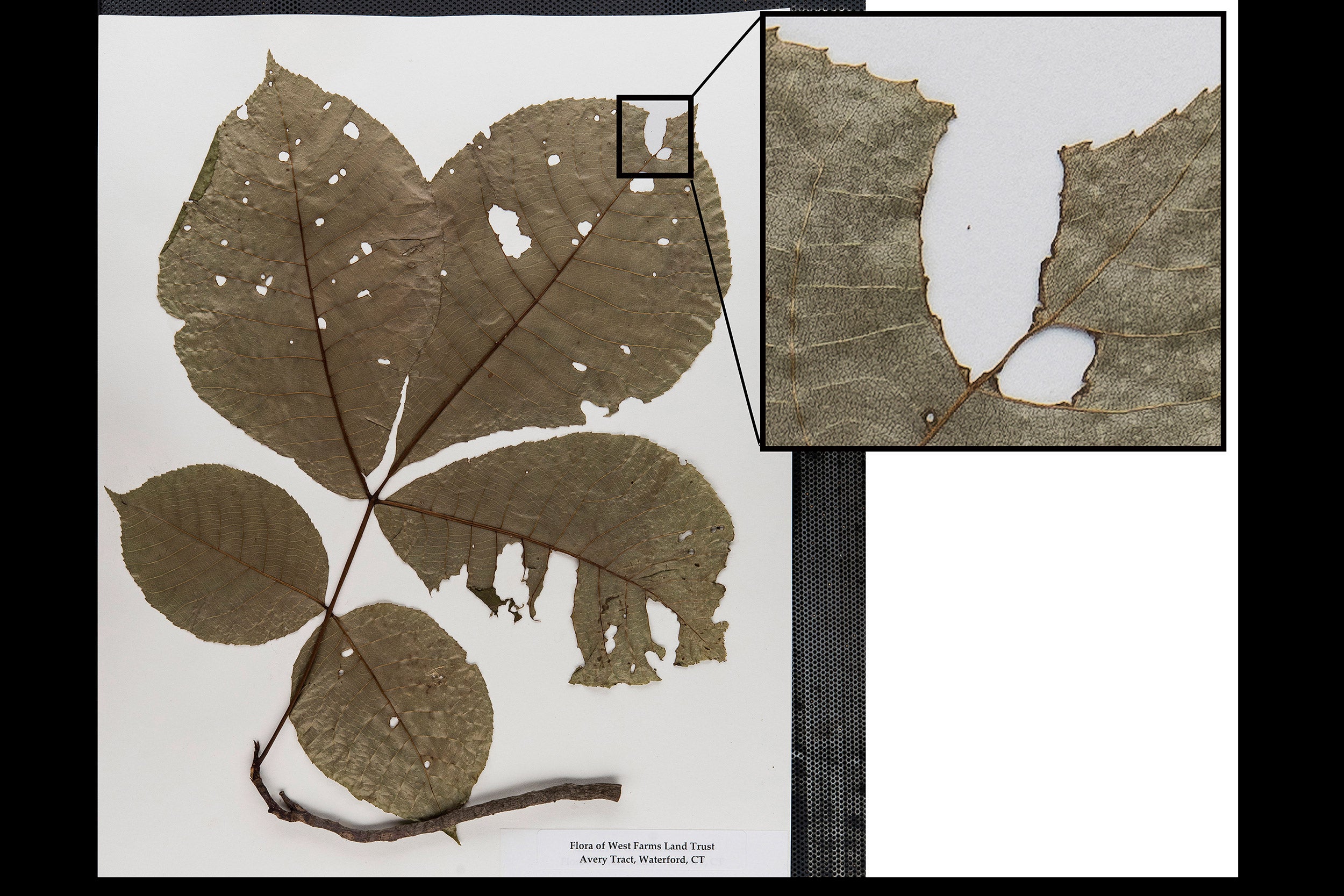 Herbarium specimen with insect damage.