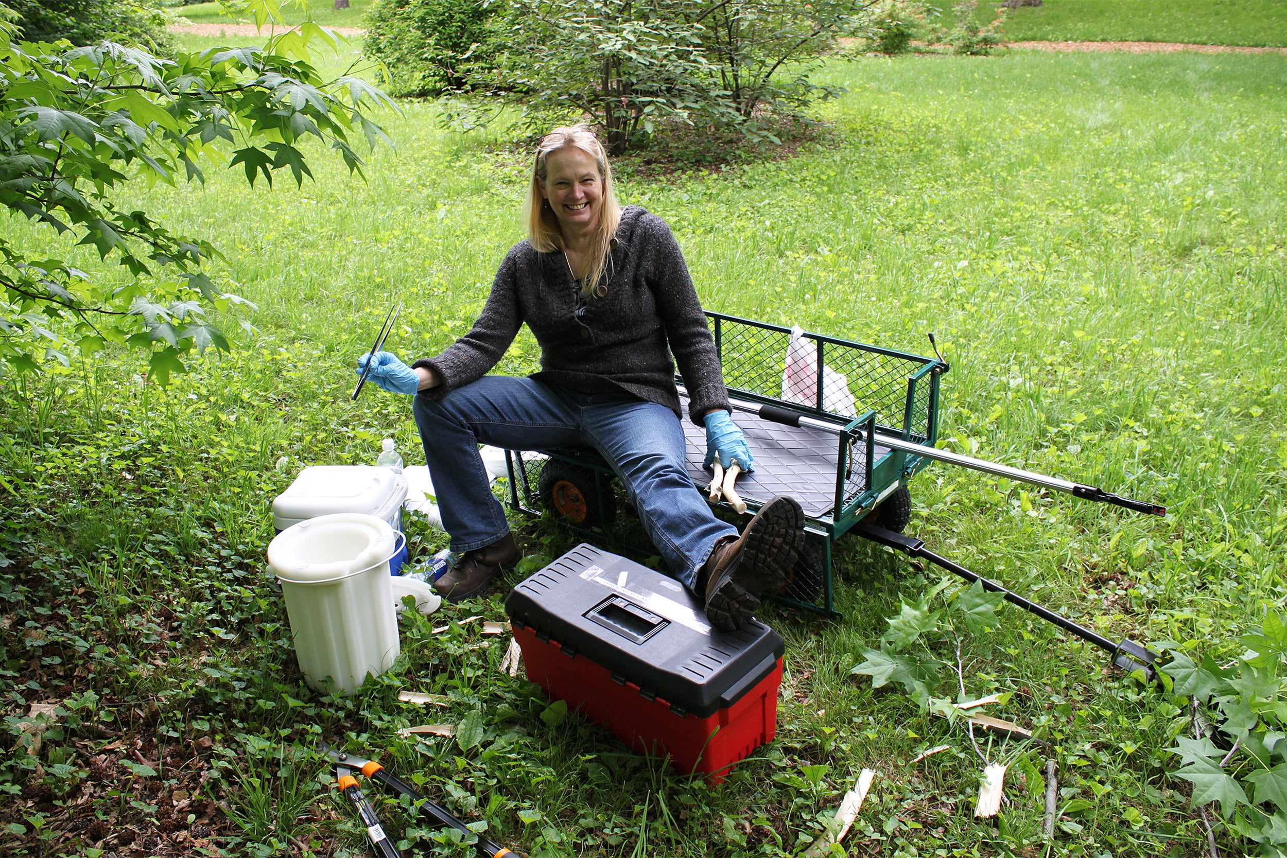 Sue-Arnold: Suzanne Gerttula, research assistant with Andrew Groover, sits on a transport cart with equipment including pole pruners and liquid nitrogen to study a sweetgum (Liquidambar styraciflua) tree. Photo by Andrew Groover
