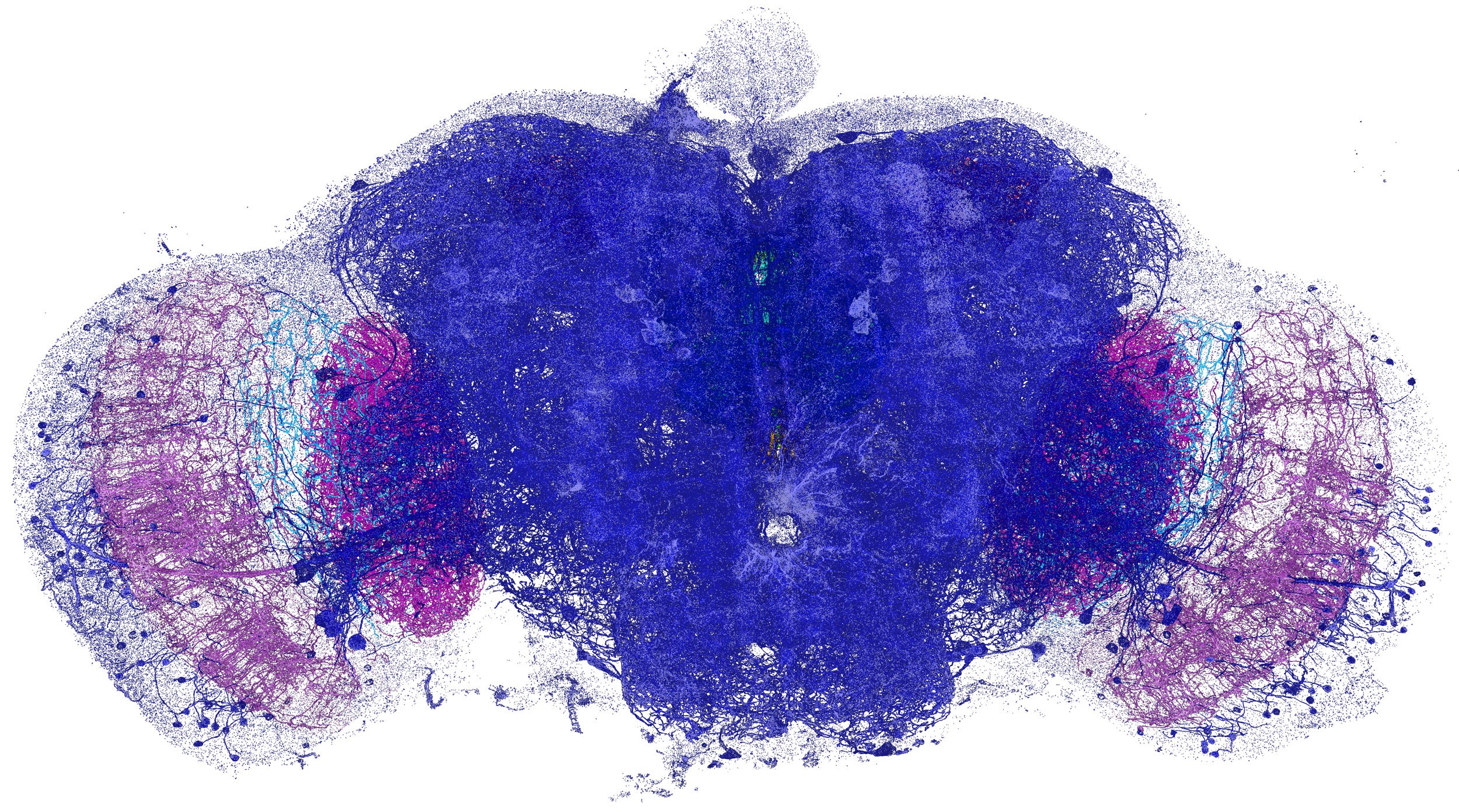 Dopaminergic neurons and associated synaptic proteins across the entire fruit fly brain.