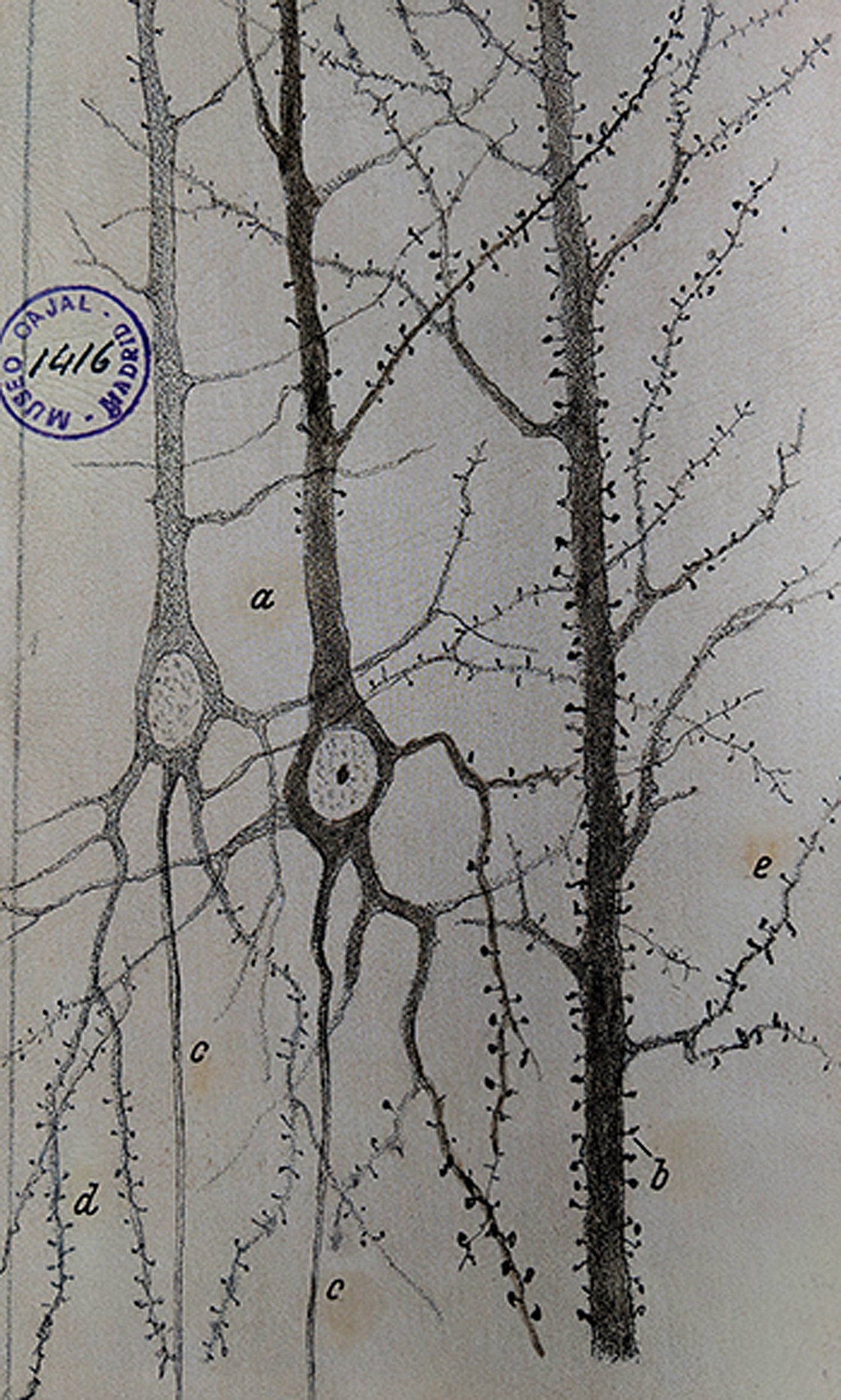 Pyramidal neurons and dendritic spines illustrated by Ramón y Cajal.