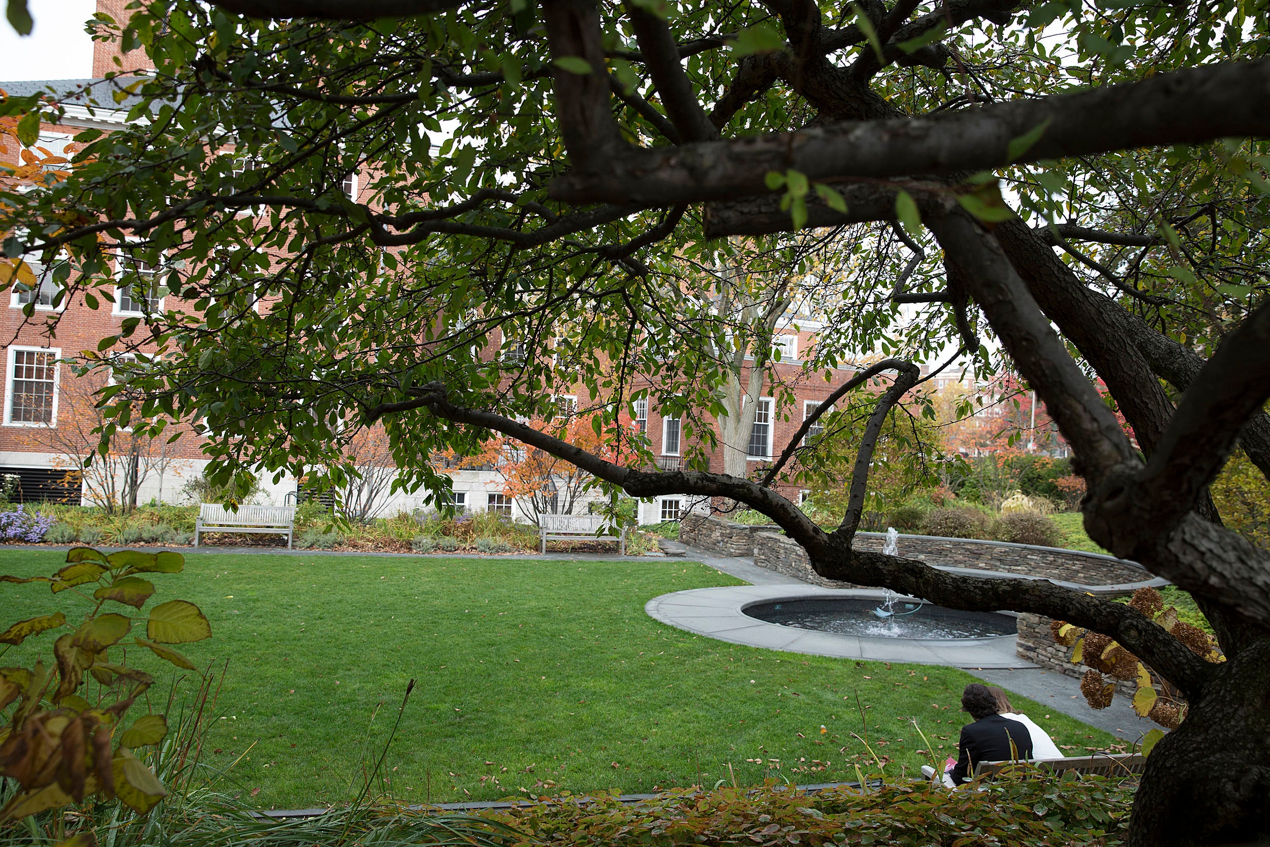 The Sunken Garden in Radcliffe Yard framed by long tree branches.