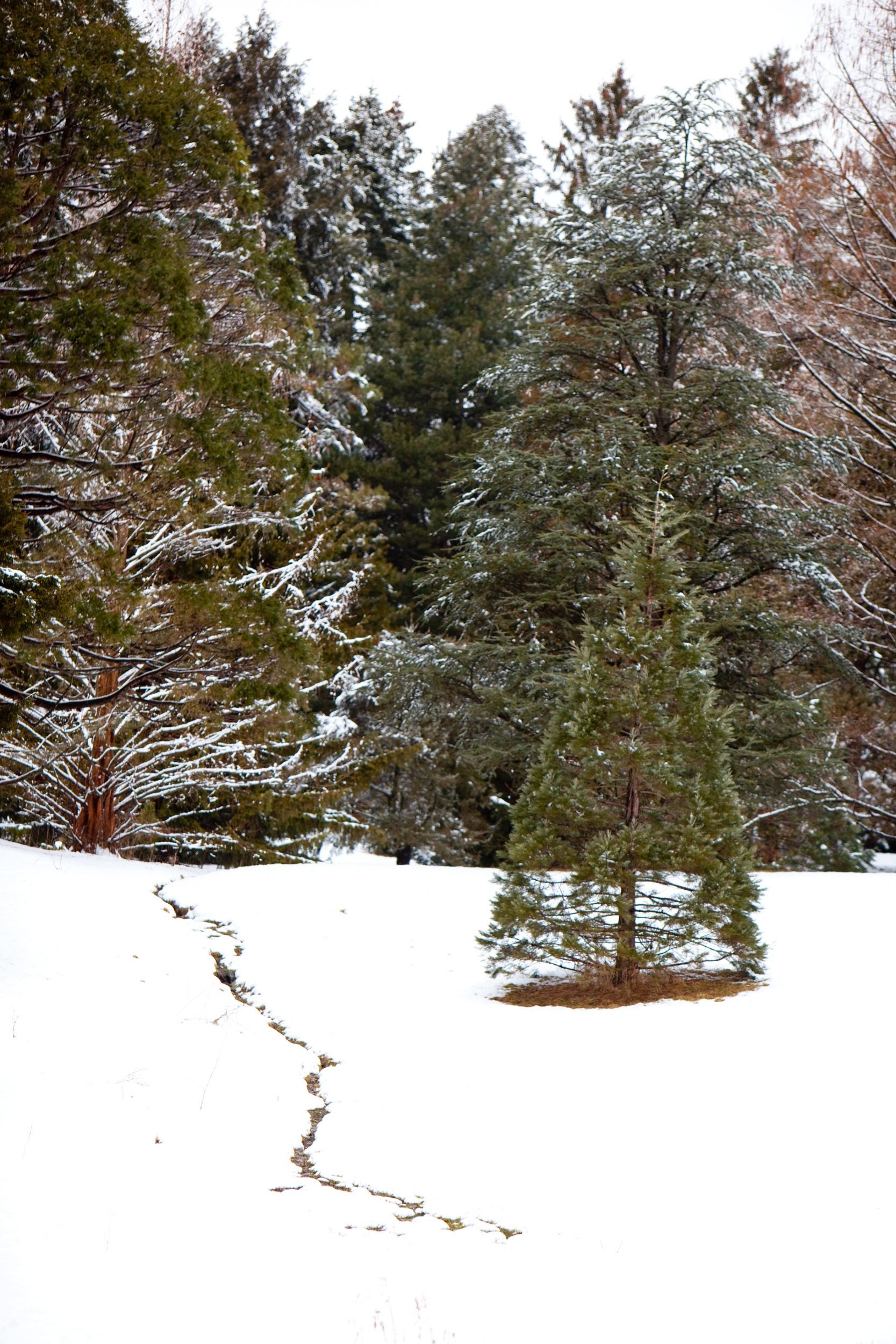 Arboretum blanketed in snow.