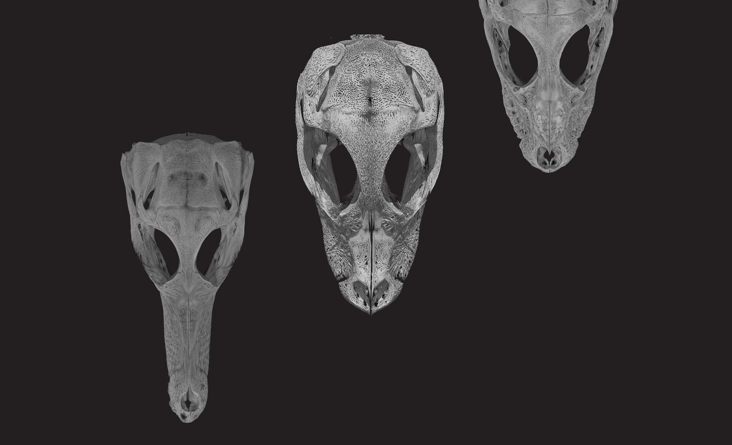 CT scans of crocodile skulls.