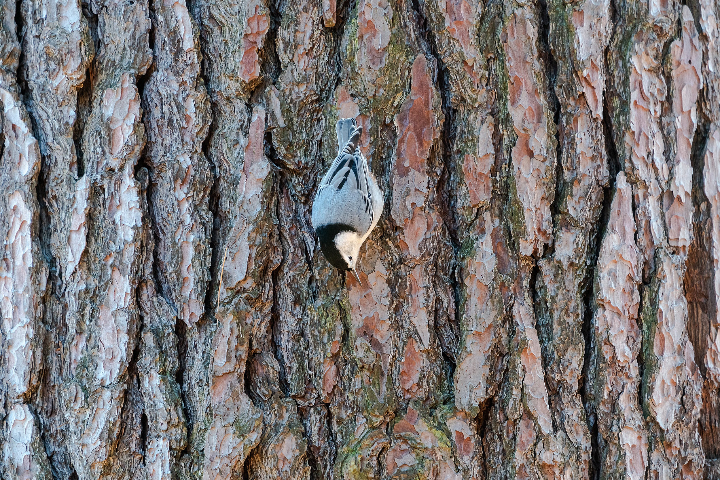 Bird on tree bark.