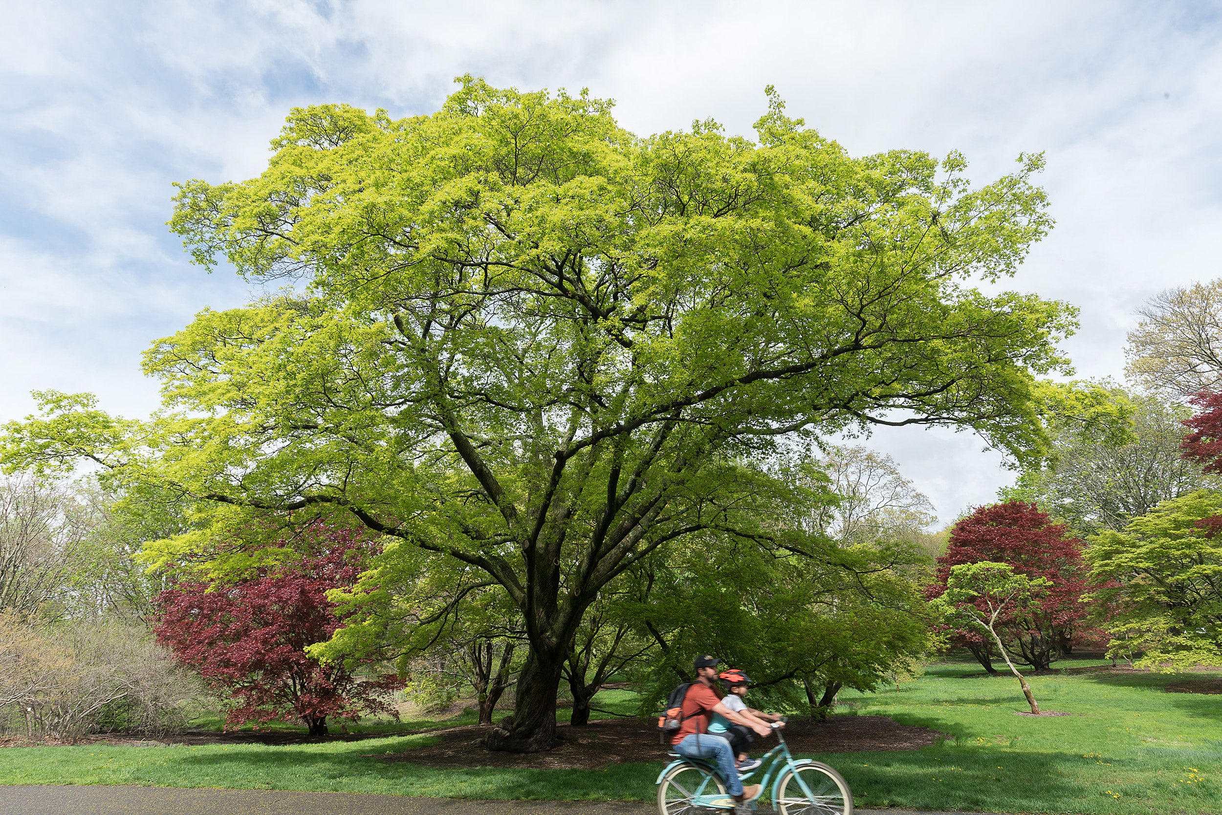 Cyclists pass trees in spring.