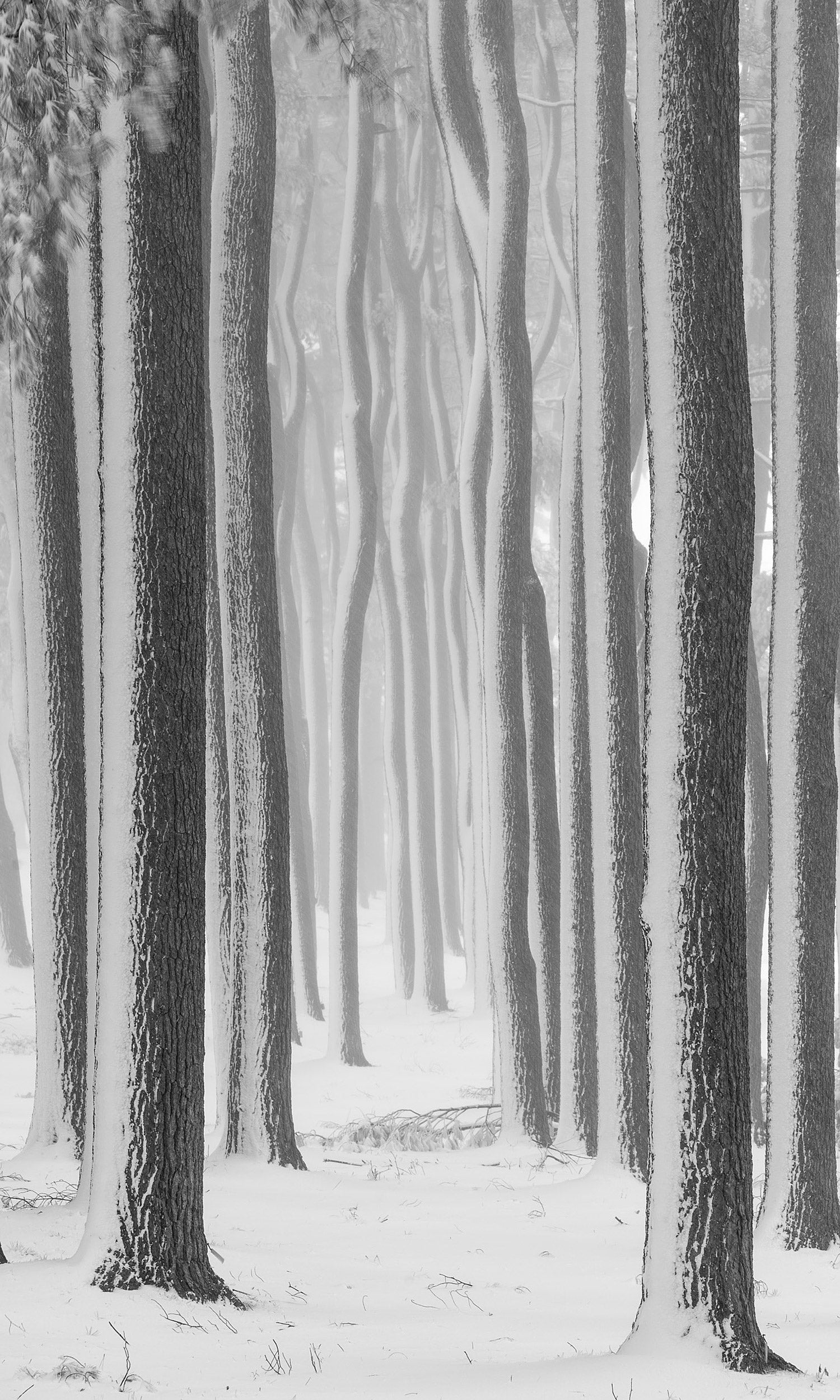 Eastern white pines during blizzard.