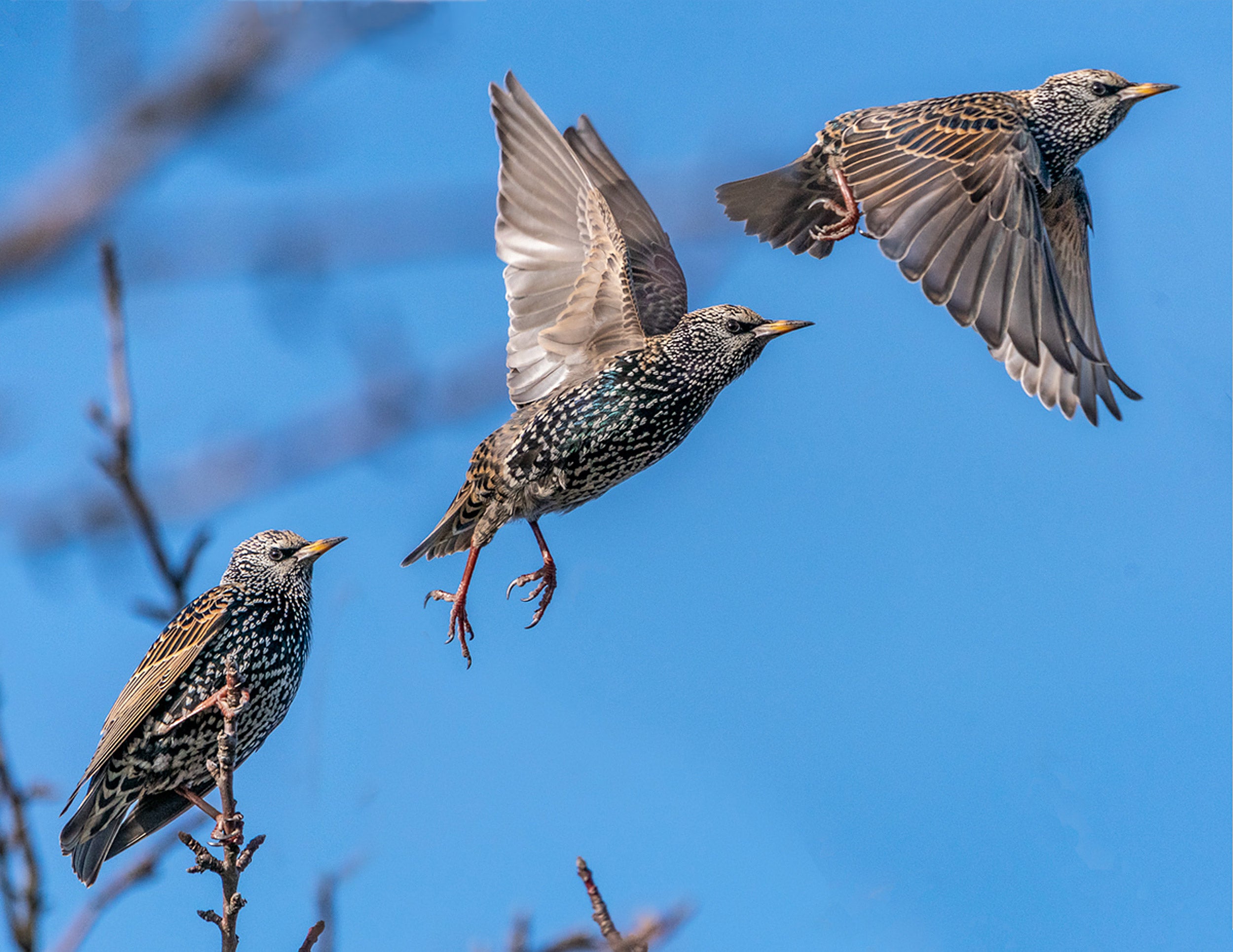 European starling in flight.