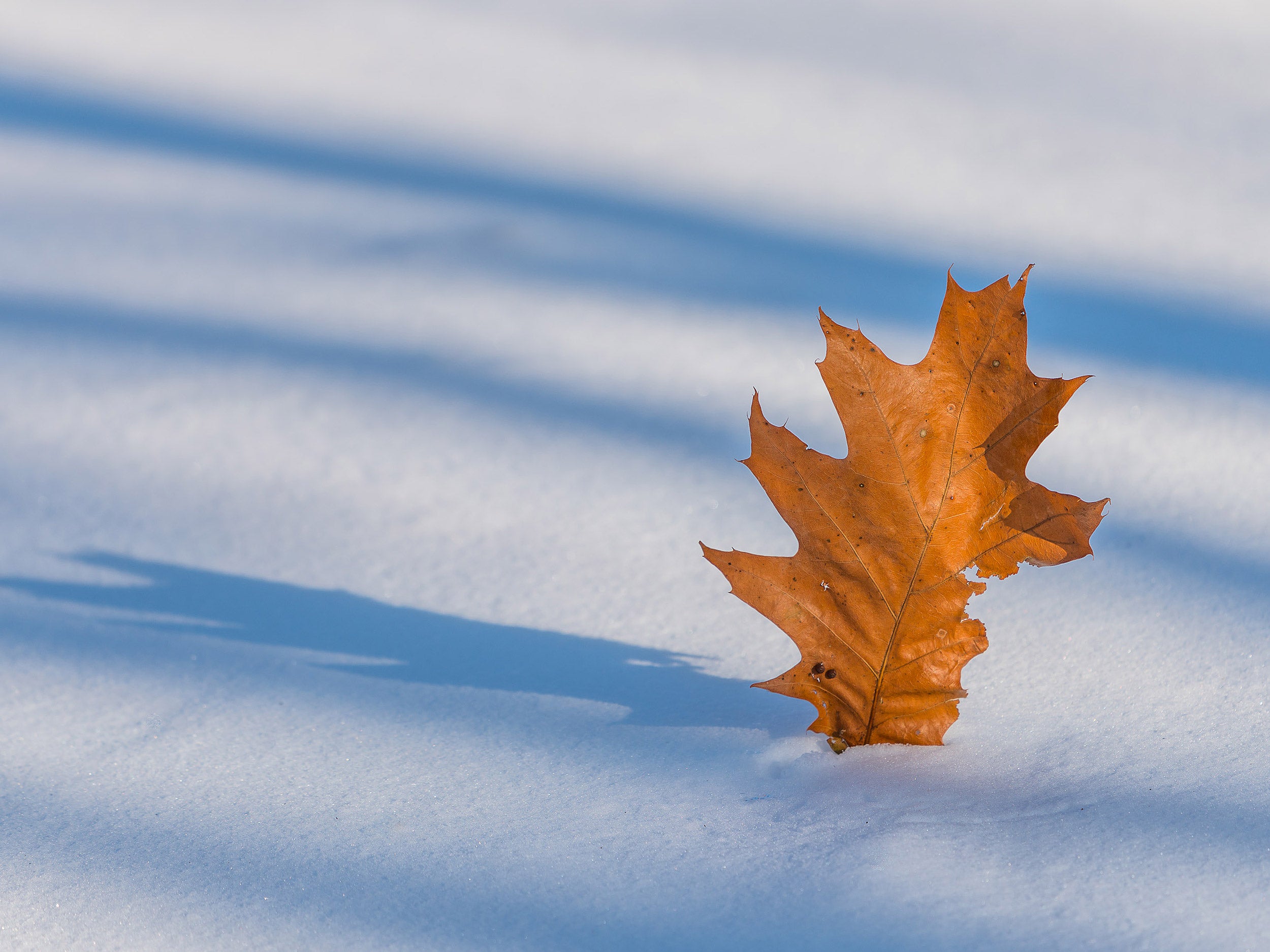 Oak leaf on snow.