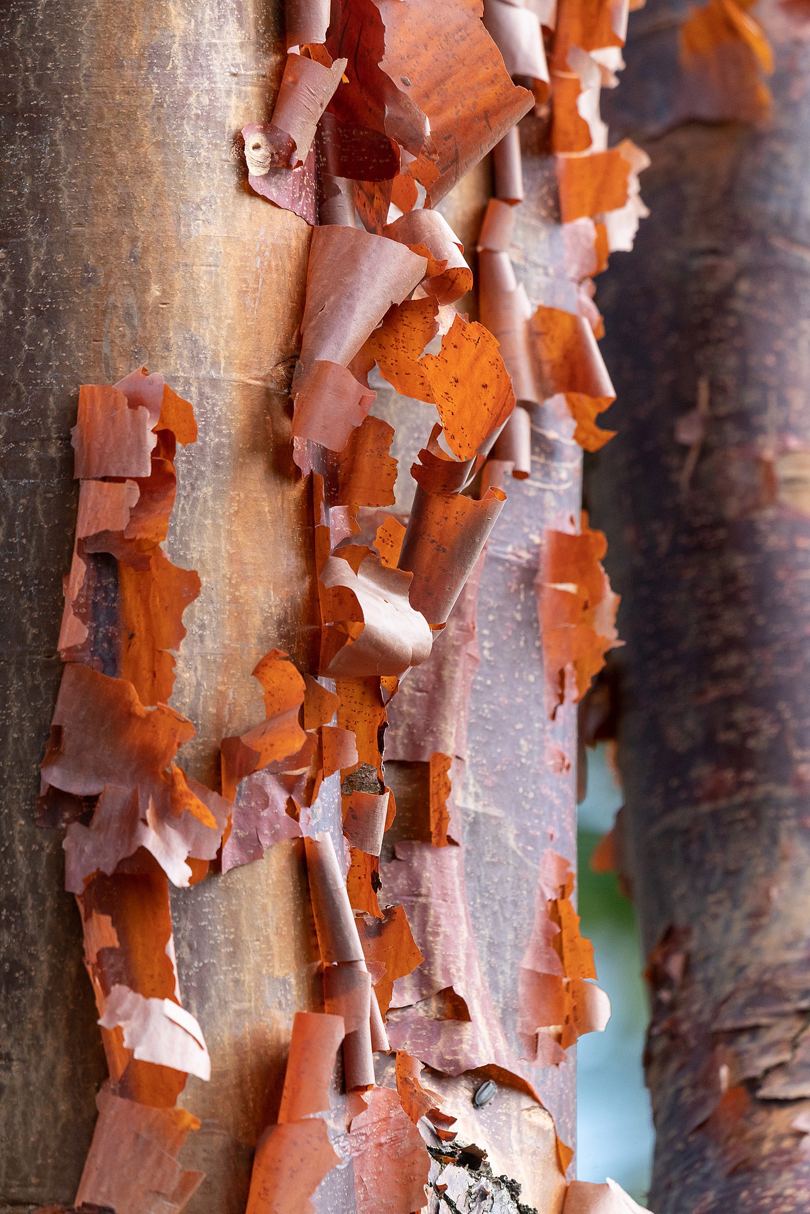 Paper bark on a maple tree.