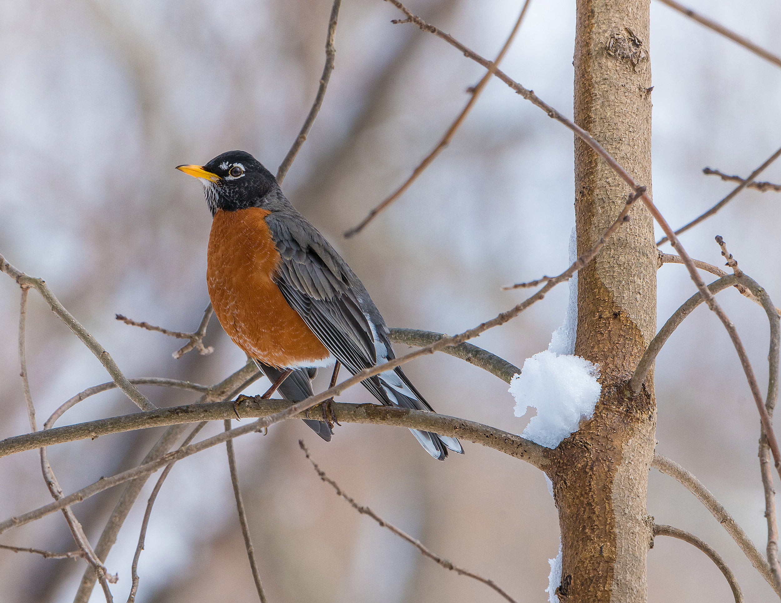 Robin at spring thaw.