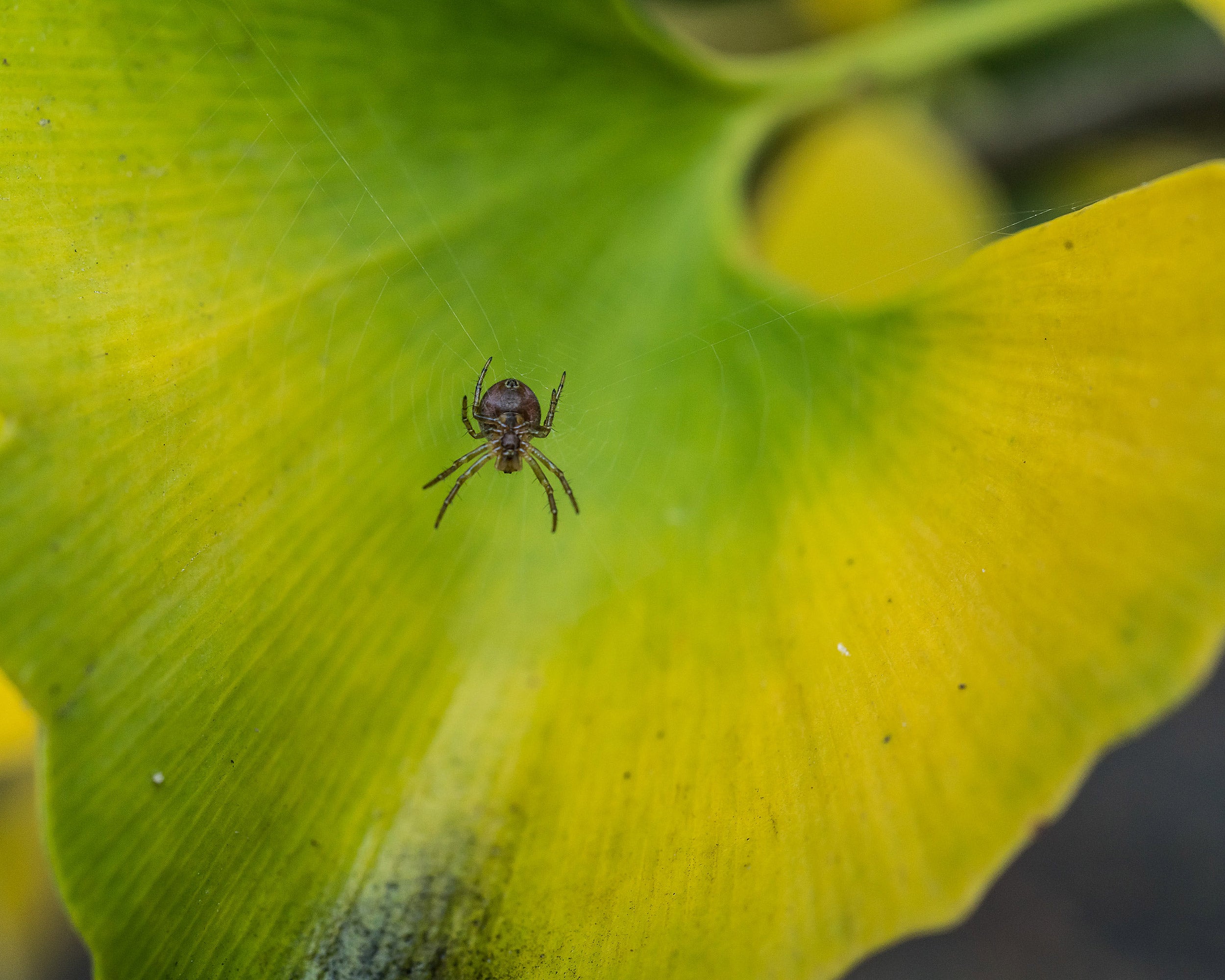 Spider on gingko leaf.