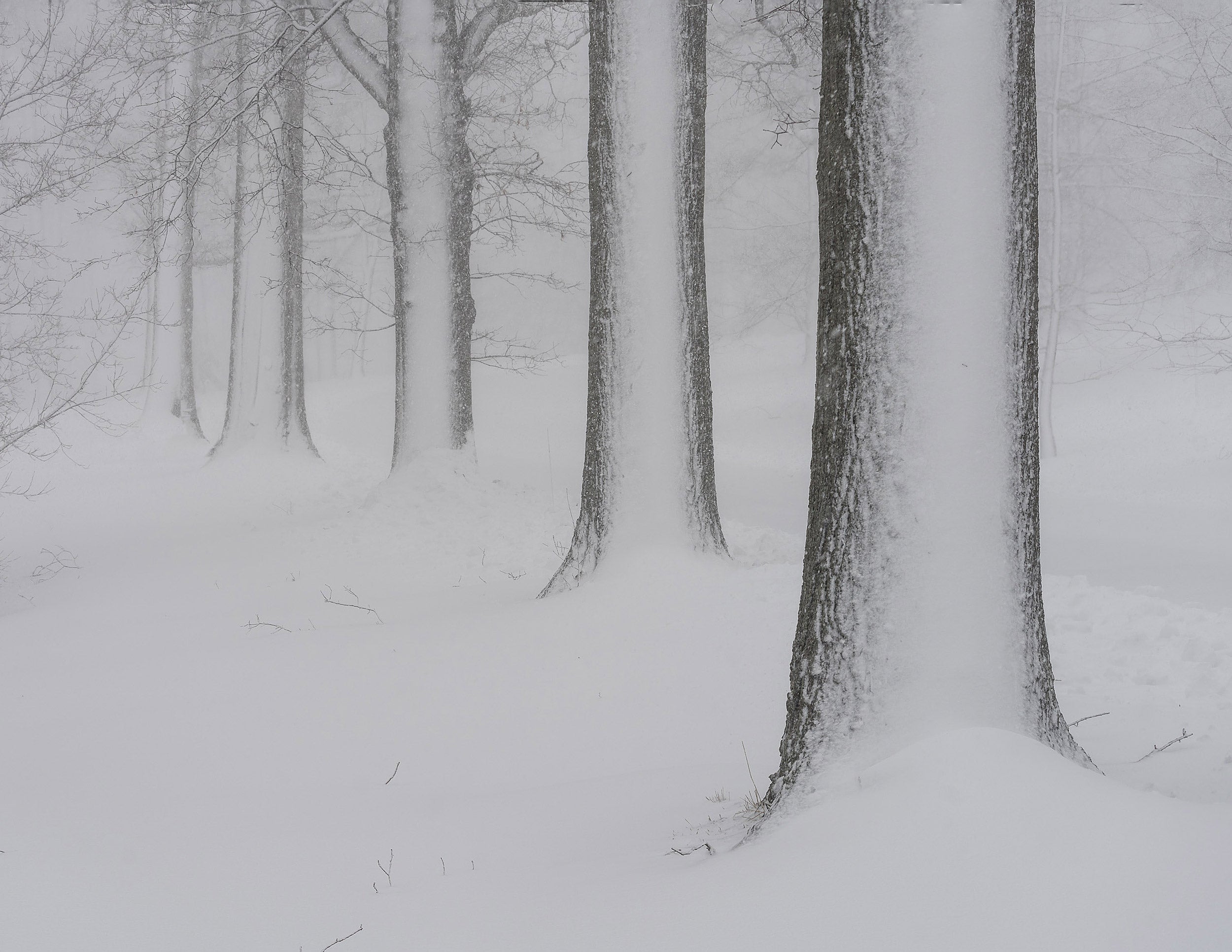 Line of trees during blizzard.