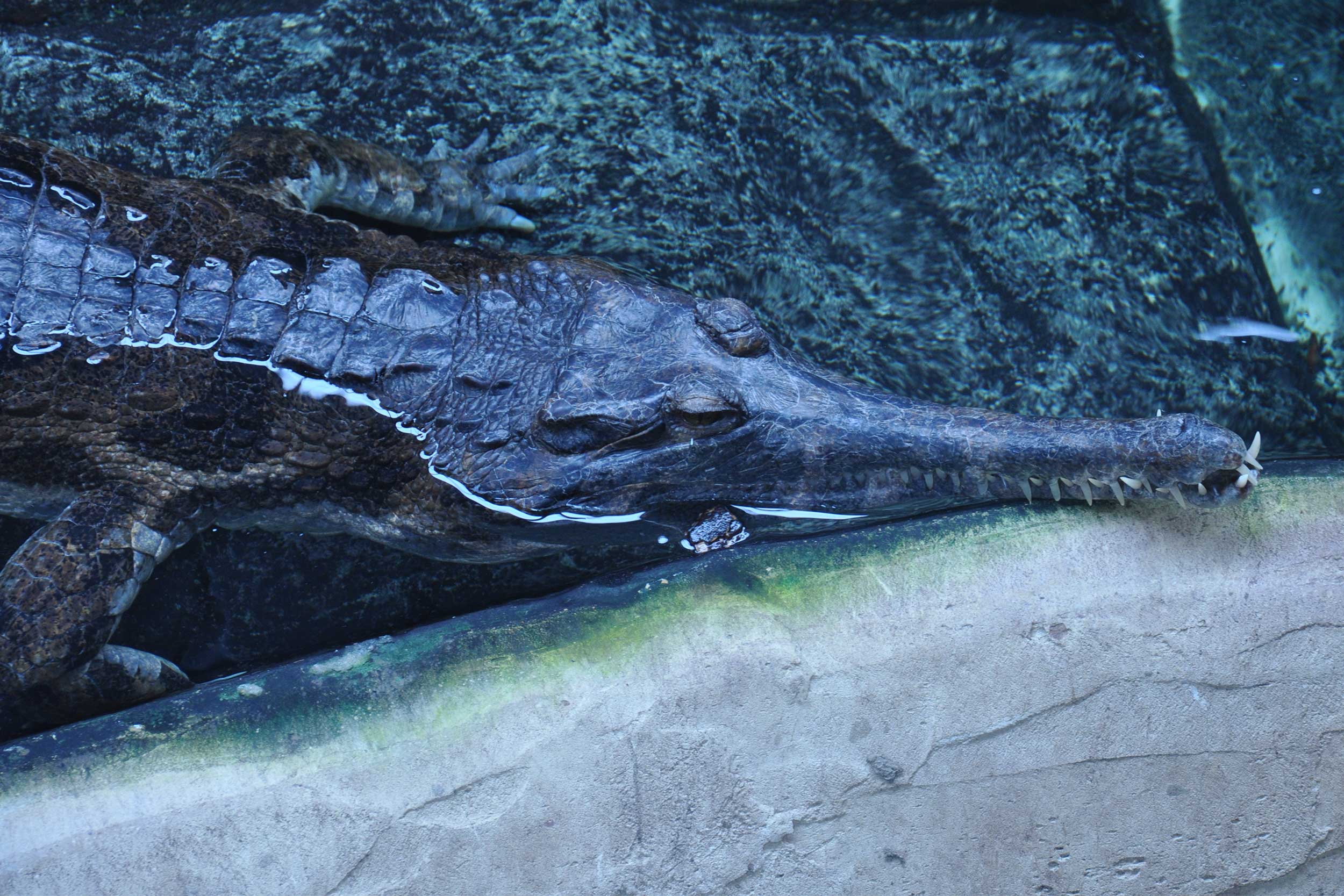 False Gharial (Tomistoma schlegelii) taken at Crocodiles of the World