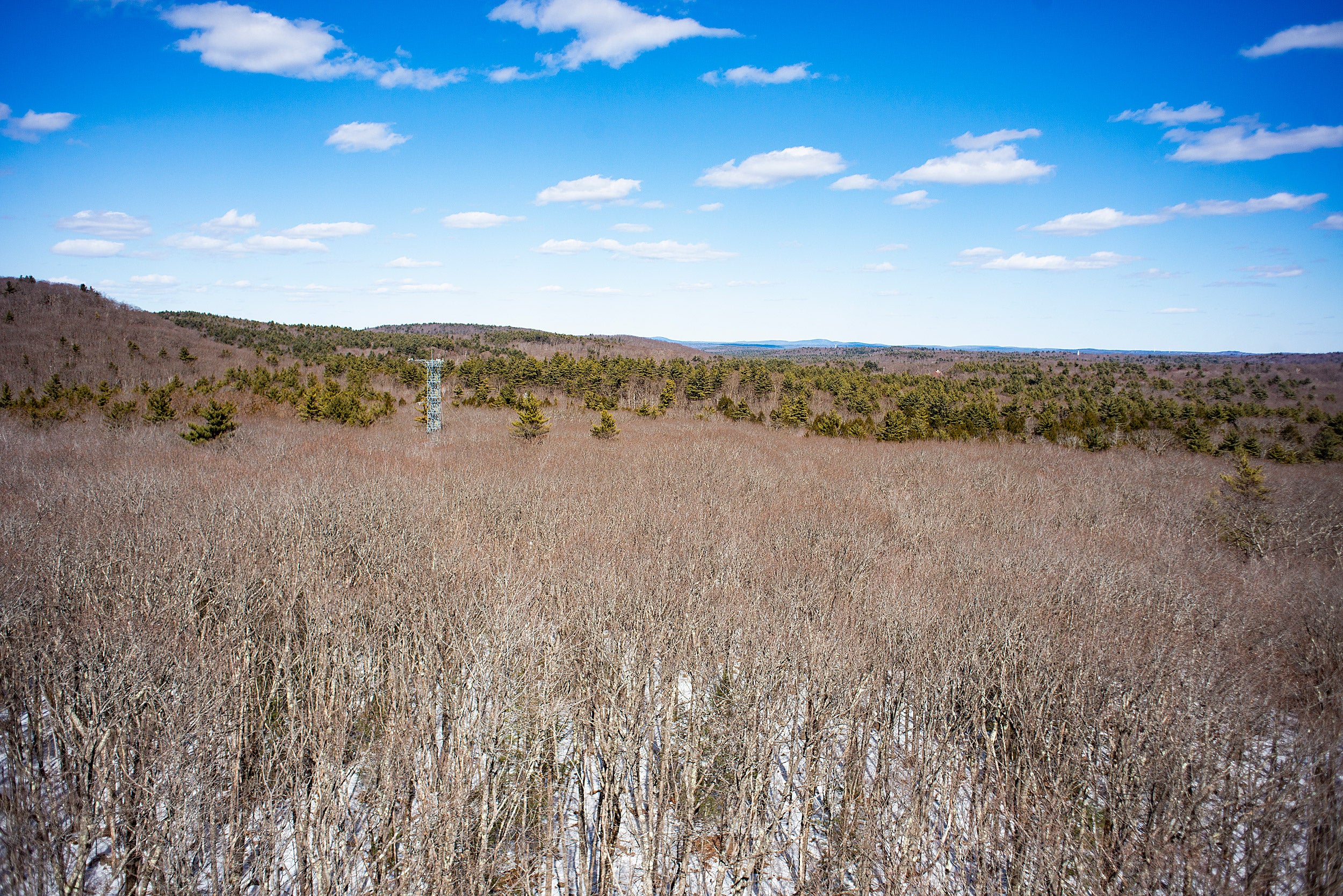 View from tower of Harvard Forest.
